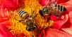 La pollinisation est au cœur de la nature et de ses processus de reproduction. Découvrez dans ce dossier l’incroyable parcours du pollen, depuis l'organe mâle jusqu’à l'organe femelle d'une fleur. Une manière de mieux comprendre le rôle essentiel des abeilles et de nombreux autres pollinisateurs dans l'équilibre des écosystèmes.
