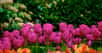Les fleurs à bulbe plantées à l'automne vous émerveilleront de leur beauté et de leurs couleurs au printemps. Voici dans ce dossier les 10 plus cultivées, avec la marche à suivre, les trucs et astuces.