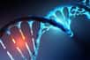 Pour la première fois, des chercheurs australiens affirment avoir identifié une structure particulière d’ADN appelée « i-motif » dans des cellules humaines. Cet ADN entortillé, qui avait déjà été observé in vitro, pourrait intervenir dans l’expression des gènes.