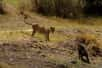 Dans la savane africaine, une rencontre inattendue bouleverse les lois de la nature. Un babouin audacieux tient tête à une lionne affamée, défiant toute logique. Cette confrontation spectaculaire, capturée sur vidéo, remet en question notre compréhension des interactions entre prédateurs et proies. Que nous révèle ce face-à-face sur la complexité du monde animal ?