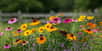 Une fois les floraisons estivales terminées, les couleurs chaudes des vivaces d’automne prennent la relève. Il existe une grande diversité de formes, de hauteurs et de couleurs parmi les vivaces à floraison automnale.