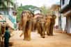Une autre histoire vraie liée à cet évènement concerne Amber Mason, petite fille sauvée par un éléphant à Phuket, qui, en se sauvant lui-même, l'a portée à l'abri de la vague du tsunami. © DragoNika, Adobe Stock
