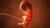 Une équipe de scientifiques a produit des modèles d'embryon imitant le 14e jour de développement de l'embryon humain. © unlimit3d, Adobe Stock