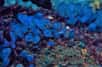 Les organismes fixés sur les fonds marins, tels que les éponges et les coraux, étant incapables de fuir leurs prédateurs, ont développé des mécanismes de défense chimiques convertibles en médicaments : anticancéreux, antidouleurs, antibiotiques, etc. © kichigin19, Fotolia