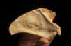 Chaque année, le site préhistorique d’Atapuerca (Espagne) se dévoile un peu plus. Ainsi, des scientifiques viennent d’y découvrir un silex taillé vieux de 1,4 million d’années, prouvant ainsi la présence du genre Homo sur le site à cette époque. De plus, une omoplate vieille de 800.000 ans vient enfin d’être libérée de sa gangue minérale. Elle appartenait à un enfant de l’espèce Homo antecessor.