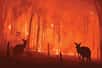 Les incendies en Australie sont bien plus nombreux lors d'une année El Niño. © lllonajalll, Adobe Stock