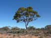 En Australie, certains eucalyptus ont des feuilles particulièrement riches en or. L’explication est simple : ils grandissent probablement au-dessus d’un gisement de ce précieux métal, que leurs racines atteignent. Voici une information qui devrait intéresser les exploitants miniers, ceux-là même qui ont de plus en plus de mal à localiser de nouvelles ressources ces dernières années.