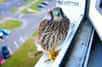 Un faucon crécerelle sur le rebord d'une fenêtre. © 4U4ELO4EBURA$HKI, Adobe Stock