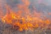 Les incendies en Amazonie brésilienne sont en hausse de 34% par rapport à l’an dernier. Ils sont provoqués par la sécheresse et la déforestation et ont des conséquences dramatiques.