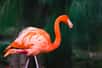Le flamant rose est l’un des oiseaux les plus connus et les plus majestueux. Mais à quoi est due la belle couleur de ses plumes, et même de son bec et de ses pattes ?