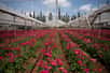 Oubliez les roses, offrez des fleurs plus écologiques pour la Saint-Valentin. photo : culture intensive de roses. © IBRESTER, Adobe Stock