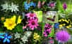 La flore regroupe l’ensemble des espèces végétales qui se trouvent dans un espace délimité géographiquement, comme ici la flore de la commune française de Bonneval-sur-Arc, en Savoie. © BusterBrown, Wikipédia, CC by-sa 3.0