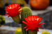 Tous les cactus sont capables de produire des fleurs spectaculaires au printemps et à l'été, si leur cycle naturel est respecté. Et pour fleurir, ces plantes du désert ont besoin... de froid !