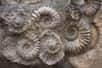 Chaque type de fossile offre des informations uniques sur l'histoire de la vie sur Terre et contribue à la compréhension de l'évolution des organismes au fil du temps géologique. Ici, des ammonites fossilisées. © mejn, Adobe Stock