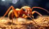 La fourmi de feu est considérée comme l’une des espèces les plus envahissantes au monde. Des scientifiques viennent de l’identifier en Europe.