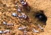 Les fourmis argentées du Sahara sont capables de vivre à des températures particulièrement élevées, en partie grâce aux poils qui recouvrent leur face dorsale. Pour mieux comprendre le rôle de ces poils, des chercheurs ont rasé des fourmis. Une expérience de précision plutôt délicate.