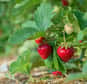 Contrairement à d’autres végétaux vendus à racines nues dans les jardineries, les fraisiers à racines nues se trouvent directement chez les professionnels ou bien chez les jardiniers. Une fois la plantation faite, les récoltes de fraises remontantes ou non remontantes sont abondantes en produisant de beaux fruits bien sains et goûteux.
