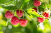 De couleur rouge ou jaune, quel plaisir de manger de belles et bonnes framboises sucrées tout l’été ! Dès à présent plantez les framboisiers vendus en conteneur ou à racines nues.