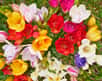 Bouquet de freesias aux couleurs multiples. © Dimitrios, Adobe Stock