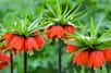 Magnifiques fleurs de fritillaires impériales dans des tons orange. © farbkombinat, AdobeStock