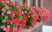 Après avoir profité de vos géraniums lierres ou zonales tout l’été, les floraisons commencent à être moins abondantes. Avec l’arrivée de l’hiver, vous allez devoir mettre vos pélargoniums à l’abri si vous souhaitez les conserver.