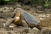 Le génome de George le solitaire, mort en 2012 alors qu'il avait plus de cent ans, a été analysé pour comprendre les secrets de la longévité des tortues géantes. © Arturo de Frias Marques, Wikimedia Commons, CC By-SA 3.0