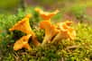 L'or des sous-bois : Les girolles, petites merveilles de la nature, révèlent leur éclat dans une symphonie de saveurs automnales. © Nitr, Adobe Stock