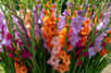 Les grandes tiges de glaïeuls, aux fleurs colorées sont souvent cultivées dans les jardins de grands-mères pour la confection de bouquets spectaculaires. Leur floraison généreuse et leur tenue en bouquet font des glaïeuls des incontournables du jardin estival.