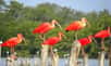 L'ibis rouge fréquente une grande variété d'habitats inféodés aux milieux aquatiques. Ici un groupe dans la lagune de Piritu au Venezuela. © barloventomagico, CC BY-NC-ND 2.0