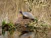 La tortue de Floride a été tellement prisée en tant qu'animal de compagnie, que ses populations sont en déclin dans son aire géographique d'origine. © Annieta, Flickr, cc by nc nd 2.0