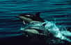 Photo d'un dauphin commun à bec court. © Shane Anderson, NOAA, domaine public  