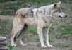 Photo d'un loup du Mexique. © Ltshears - CCA-S A 3.0 Unported license 
