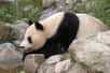 Photo d'un panda géant. © Werner Hölzl, GNU Free Documentation License, version 1.2
