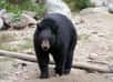 Photo d'un ours noir. © Diane Krauss, GNU FDL Version 1.2