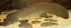 Le dipneuste d'Australie (Neoceratodus forsteri) ne vit que dans quelques rivières australiennes. Il est très rare et c'est aussi le dipneuste actuel le plus proche des espèces ancestrales du groupe, connues par leurs fossiles. On remarque les nageoires musculeuses, utilisées pour marcher sur le fond. © Tannin/Licence GNU