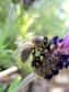 Une piqûre d'abeille peut engendrer un œdème de Quincke. © BenoitD1981, Flikr, Creative Commons