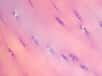Le mésenchyme embryonnaire produit des tissus conjonctifs, comme le cartilage, ici visible sous lumière polarisée. © Emmanuelm, Wikipédia, cc by 3.0