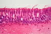Les laminines sont des protéines constituantes de la lame basale. © ChrWeiss, Adobe Stock&nbsp;
