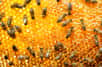La propolis est sécrétée par les abeilles à partir de matières résineuses. © Alexstar, Adobe Stock