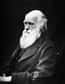 Charles Darwin est l'un des scientifiques les plus marquants de l'histoire. Sa théorie de l'évolution, d'abord contestée par une partie de ses contemporains, a finalement été peu à peu acceptée par ses pairs.&nbsp;© J. Cameron, Wikipédia, DP