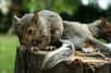 Jeunes écureuils gris originaires d'Amérique du Nord et introduits au début du XXème siècle en Angleterre. Depuis 1990, ils causent de sérieux problèmes environnementaux dans certaines régions d'Europe © Luxboyer CC by-sa