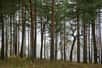La forêt de pins du département des Landes, en France, est un exemple de forêt tempérée sempervirente. © Patrick Mayon CC by-nc-nd 2.0