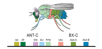 Les gènes Hox de la drosophile (des gènes homéotiques) et leur correspondance avec les éléments morphologiques de la mouche. © PhiLiP, Wikimédia domaine public