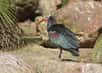 L'ibis chauve peut parfois être confondu avec l'ibis falcinelle dont il partage l'aire de distribution. © Patrick Straub