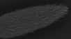 Photographie de l'extrémité d'une antenne d'Harpegnathos saltator, une fourmi sauteuse, réalisée au microscope électronique à balayage. Les cils correspondent à des sensilles. © Anandasankar Ray