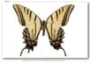 Un spécimen holotype de l’espèce Papilio multicaudata grandiosus, un individu découvert au Chiapas (Mexique), le 27 juillet 1979 et décrit par Austin & J. Emmel. © Kim Davis, Mike Stangeland, Andrew Warren/2008