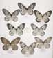 Exemple de polytypisme chez le papillon Idea blanchardii. © Lepido.france CC by-nc-nd 3.0