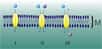 Les différents types de protéines transporteuses de la diffusion facilitée. M est la membrane cellulaire en coupe. En II, une protéine symport. © Zoph, Wikimedia CC by-sa 3.0