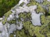Rhizocarpon geographicum est un lichen qui pousse sur du quartz, il est donc lithophyte. &copy; tigerente, Wikipédia, cc by sa 3.0