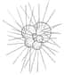 Les globigérines au squelette siliceux font partie du plancton et donc du seston. © Totodu74, Wikimedia, domaine public